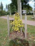 Jinan dvoulalon - Ginkgo biloba Tubifolia, s listy, 2005