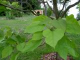 Katalpa trubaovit - Catalpa bignonioides, 2005