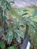 Katanovnk jedl - pestrolist, Castanea sativa Variegata, 2005