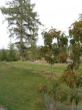 Kysloun stromovit - Oxydendron arboreum, podzim 2005 