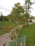 Kysloun stromovit - Oxydendron arboreum, podzim 2005