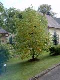 Liliovnk  tulipnokvt - pestrolist, Liriodendron tulipifera Argenteimarginatum, 2005