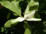 Magnolie tplten - Magnolia tripetala, kvt 2005
