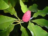Magnolie tplten - Magnolia tripetala, 2005