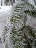 Ostrolistec kopinat - Cunninghamia lanceolata, v zim, 2006