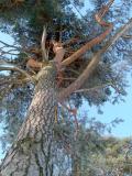 Borovice lesn - Pinus silvestris, 2004