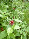 Sazank kvtnat - Calycanthus floridus, 2004  