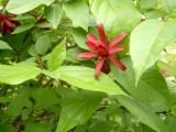 Sazank kvtnat - Calycanthus floridus, 2004