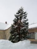 Sekvojec obrovsk - mamut strom, Sequiadendron giganteum, v zim r. 2005