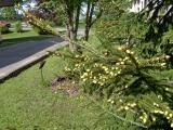 Smrk vchodn - Picea orientalis Aurea, 2005