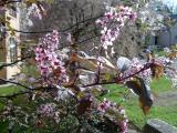 Stemcha obecn - pestrolist, Prunus padus Colorata