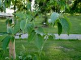 Svda Nuttalova - Cornus nuttalii