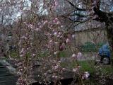 Tee chloupkat - pevisl, sakura, Prunus subhirtella Pendula