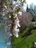 Tee pilovit - sloupovit, sakura, Prunus serrulata Amanogawa, 2005 