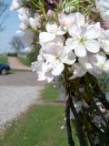 Tee pilovit - sloupovit, sakura, Prunus serrulata Amanogawa, 2005