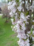 Tee pilovit - sloupovit, sakura, Prunus serrulata Amanogawa, 2005