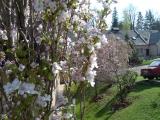 Tee pilovit - sloupovit, sakura, Prunus serrulata Amanogawa, 2005