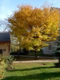 Zelkova habrolist - Zelkova carpiniofolia, podzim 2005