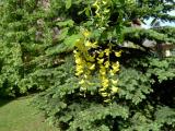 tdenec obecn, Laburnum anagyroides, 2005 