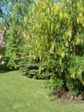 tdenec obecn - Laburnum anagyroides, 2005