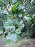 Dub letn - Quercus robur Cristata, Botanic Gardens, Londn - Kew, 2005