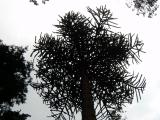 Blahoet - Araucaria, Royal Botanic Gardens, Londn - Kew, 2005