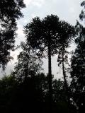 Blahoet - Araucaria, Royal Botanic Gardens, Londn - Kew, 2005