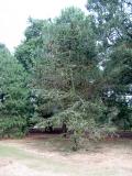 Borovice osinat - Pinus aristata, Royal Botanic Gardens, Londn - Kew, 2005