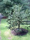 Borovice osinat - Pinus aristata, Royal Botanic Gardens, Londn - Kew, 2005