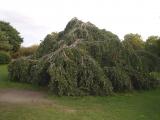 Buk lesn - pevisl, Fagus sylvatica, St JamesPark (Green Park), Londn 2005