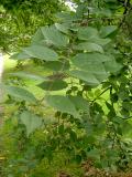 Bestovec zpadn - Celtis occidentalis, Botanic Gardens, Londn - Kew, 2005