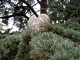 Cedr atlask - Cedrus atlantica, Royal Botanic Gardens, Londn - Kew, 2005