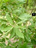 Dub Turnerv, koolist - Quercus turnerii Pseudoturneri, Royal Botanic Gardens, Londn - Kew, 2005