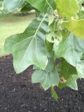 Dub marylandsk - Quercus marilandica, Royal Botanic Gardens, Londn -Kew, 2005