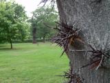 Dezovec trojtrnn - Gleditsia triacanthos, Royal Botanic Gardens, Londn - Kew, 2005