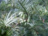 Hlavotis - Cephalotaxus, Royal Botanic Gardens, Londn - Kew, 2005