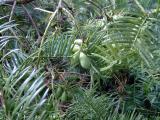 Hlavotis - Cephalotaxus, Royal Botanic Gardens, Londn - Kew, 2005