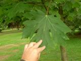 Javor stbrn - velkolist, Acer sacharinum Macrophyllum, Royal Botanic Gardens, Londn - Kew, 2005