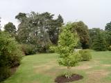 Jinan dvojlalon - Ginkgo biloba, Royal Botanic Gardens, Londn - Kew, 2005