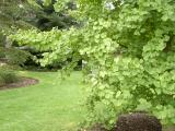 Jinan dvojlalon - Ginkgo biloba, Royal Botanic Gardens, Londn - Kew, 2005