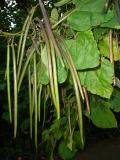 Katapla - Catalpa, St JamesPark (Green Park), Londn, 2005