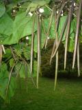 Katapla - Catalpa, St JamesPark (Green Park), Londn, 2005