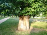 Katanovnk jedl - Castanea sativa, Hyde Park, Londn 2005