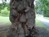 Katanovnk jedl - Castanea sativa, Royal Botanic Gardens, Londn - Kew, 2005