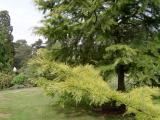 Pamodn - Pseudolarix, Royal Botanic Gardens, Londn - Kew, 2005