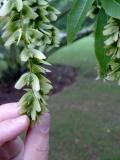 Paoech jasanolist - Pterocarya fraxinifolia, Royal Botanic Gardens, Londn - Kew, 2005