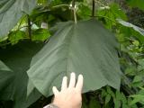 Pavlovnie - Paulownia, Royal Botanic Gardens, Londn - Kew, 2005