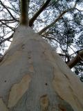 Platan - Platanus, Royal Botanic Gardens, Londn - Kew, 2005