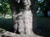 Platan - Platanus, Harmsw. Park, Londn 2005