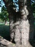 Platan - Platanus, Harmsw. Park, Londn 2005